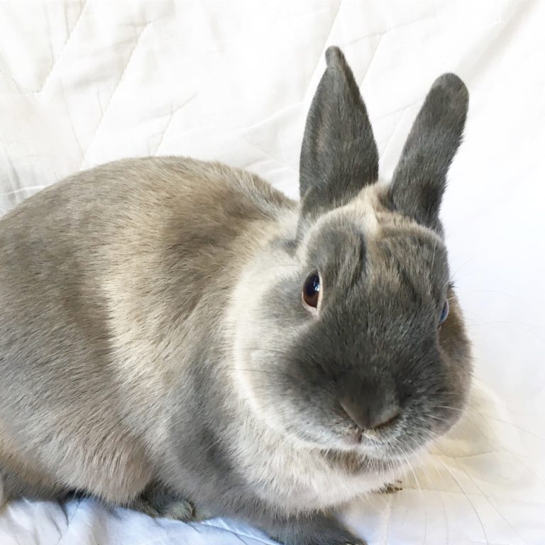 Say Hello to Dooey … the Real Easter Bunny