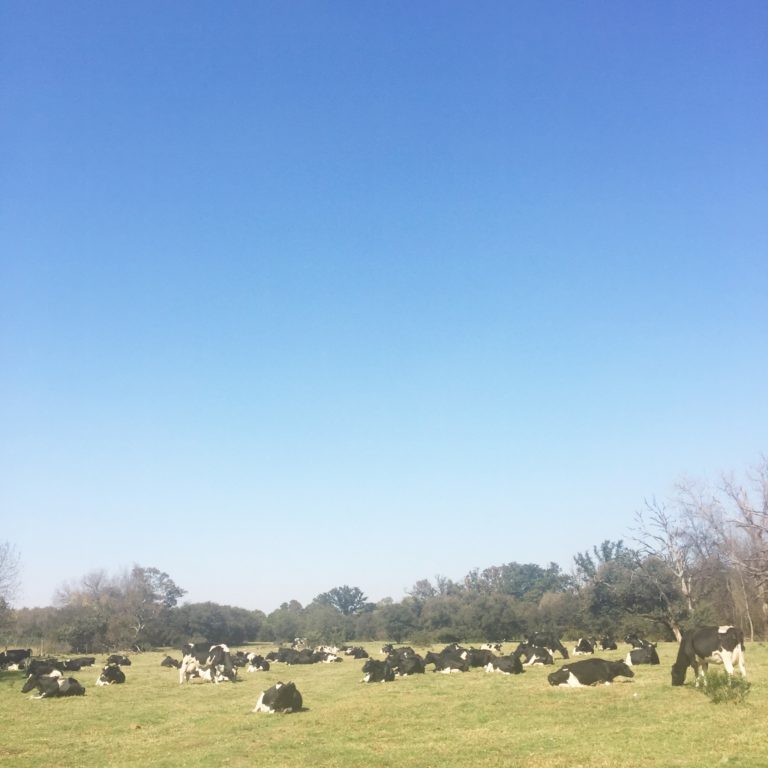 Milking The Cows At Irene Dairy Farm