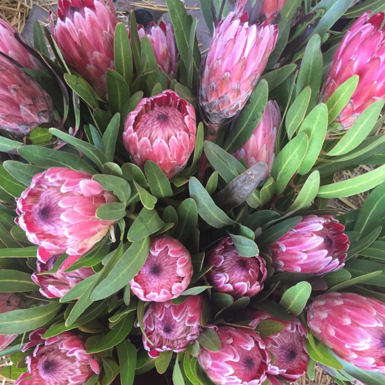 I Have A Thing For Protea Flowers