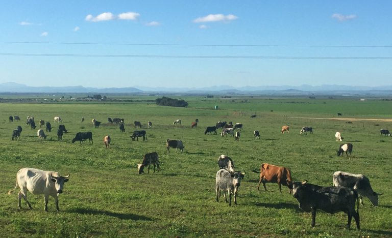 The Little Town of Darling: The Museum, Mystery Trail and Darling Brew
