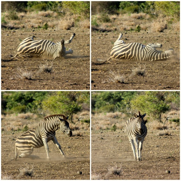 Why We Love The Kruger Park