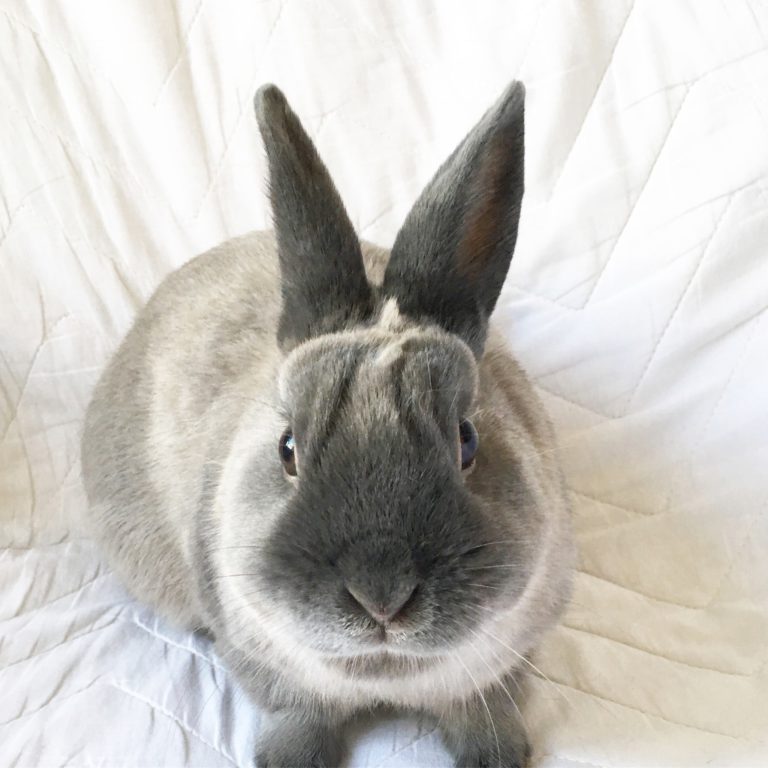 5 Things You Didn’t Know About Having A Pet Rabbit