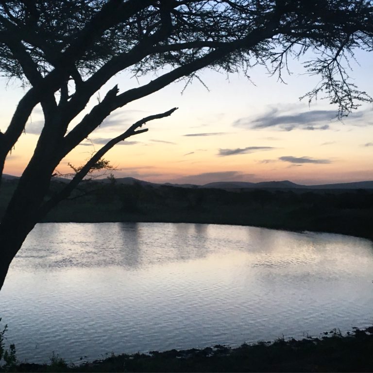 Thanda Safari, Kwa-Zulu Natal