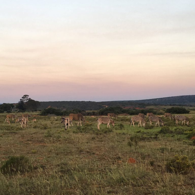5 reasons I fell in love with Shamwari Game Reserve