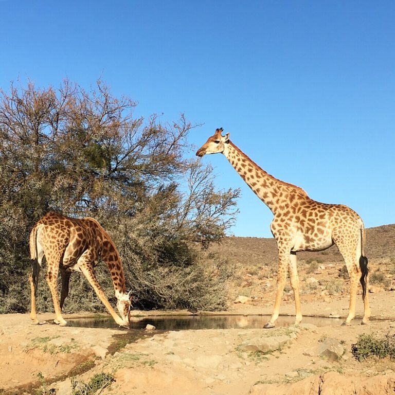 My top 3 safari experiences in South Africa