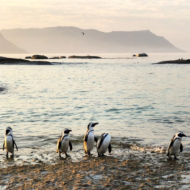 Chilling with the Penguins at Boulders Beach