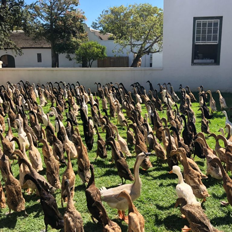 THE DUCK PARADE AT VERGENOEGD WINE ESTATE