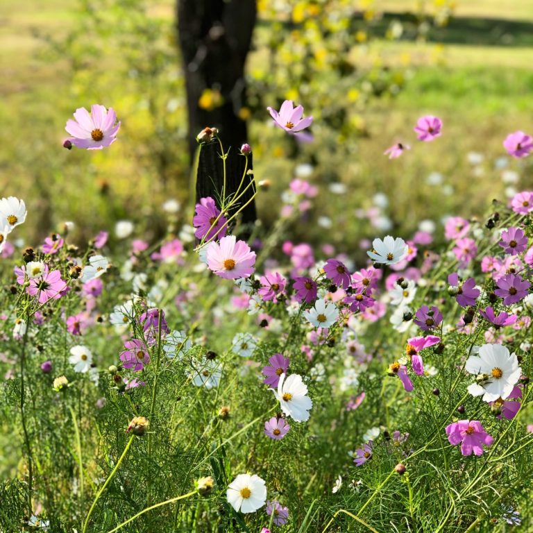 The cosmos at Delta Park