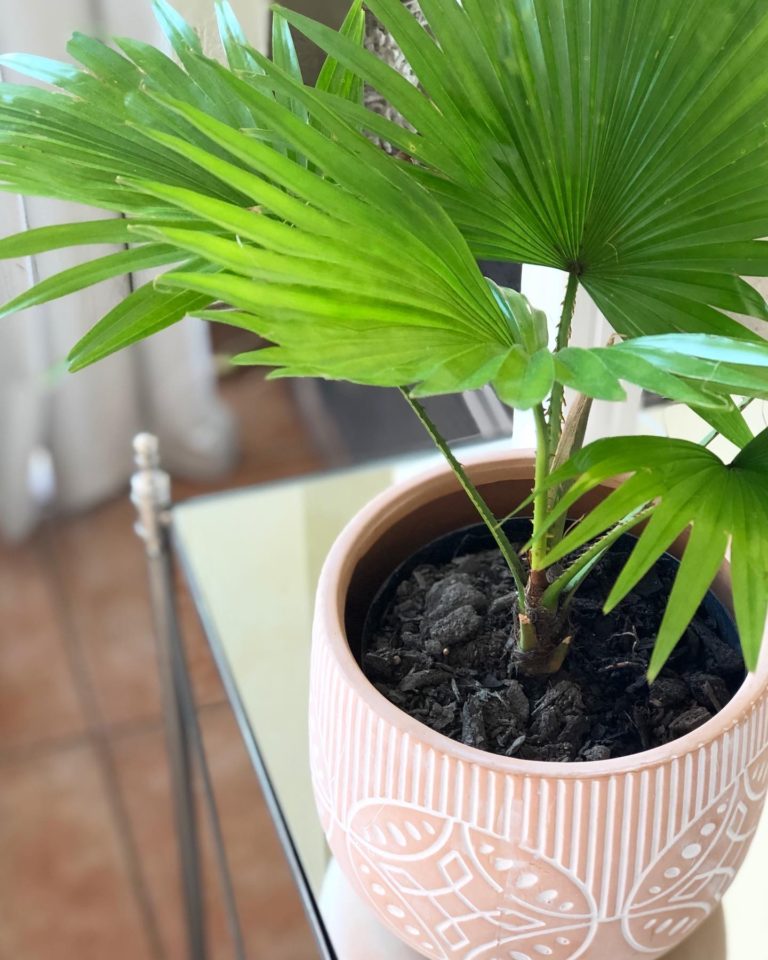 Five Favourite Things: Stay at Home Edition
