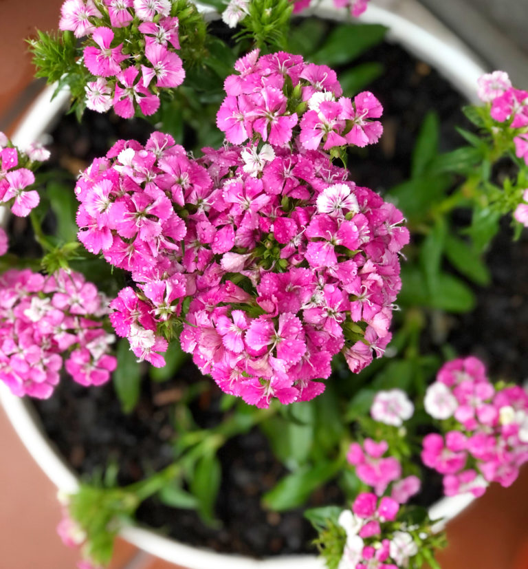 I am a plant lover and here is why