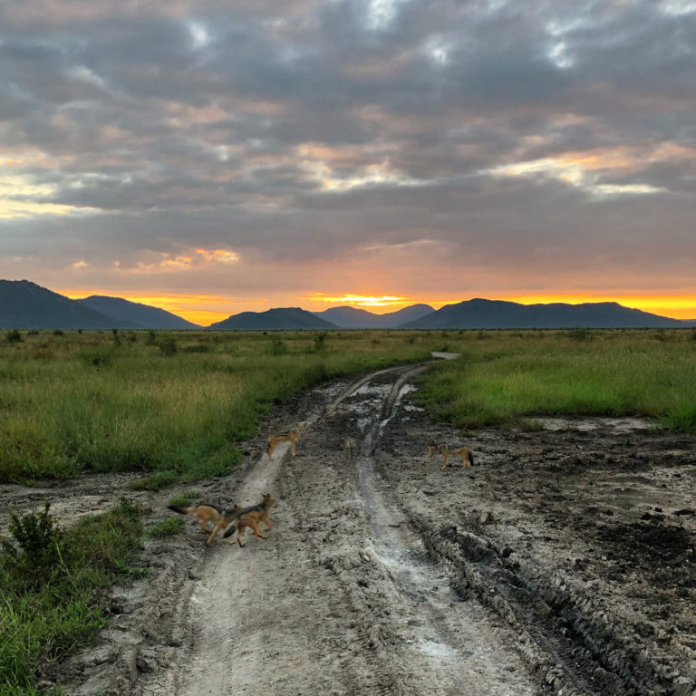 Tau Game Lodge in Madikwe