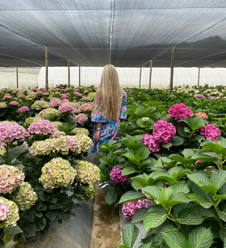 Adene’s Farm Flowers in Wolseley