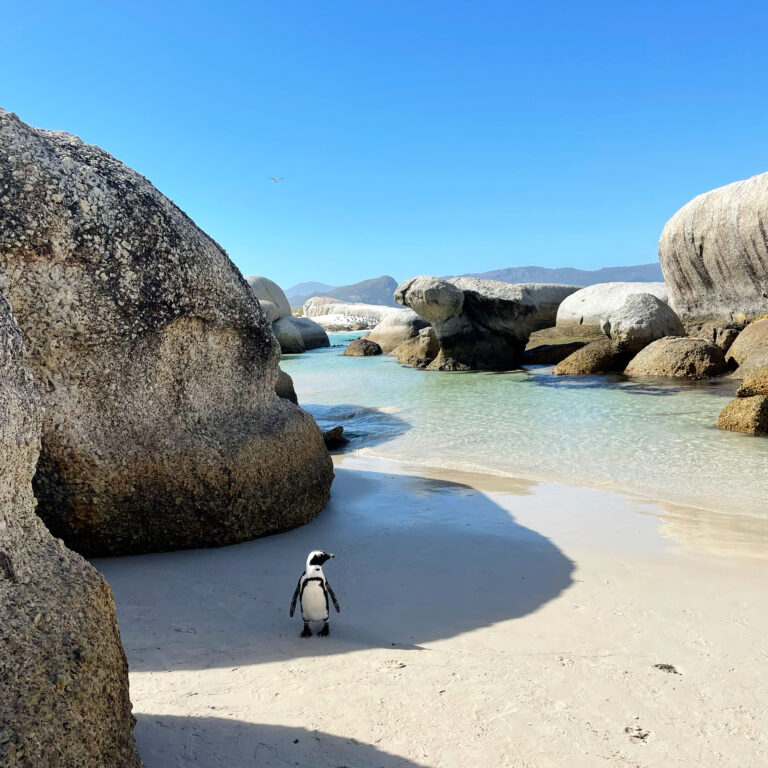 The 5 best things to do in and around Cape Town
